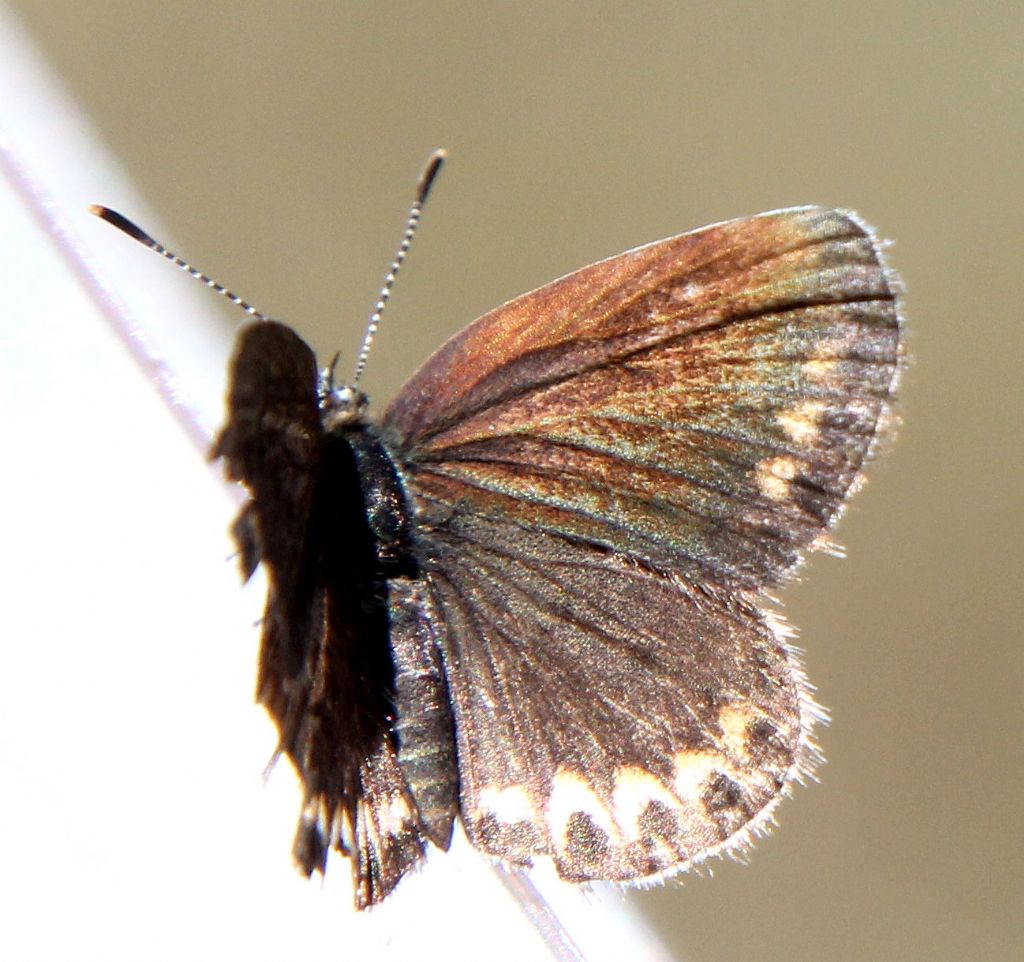 Anche questa Plebejus argyrognomon?.... No, Plebejus argus